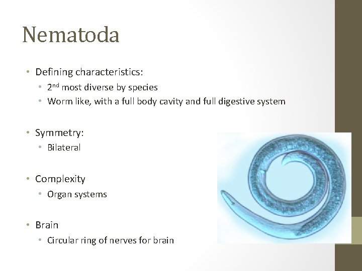 Nematoda • Defining characteristics: • 2 nd most diverse by species • Worm like,