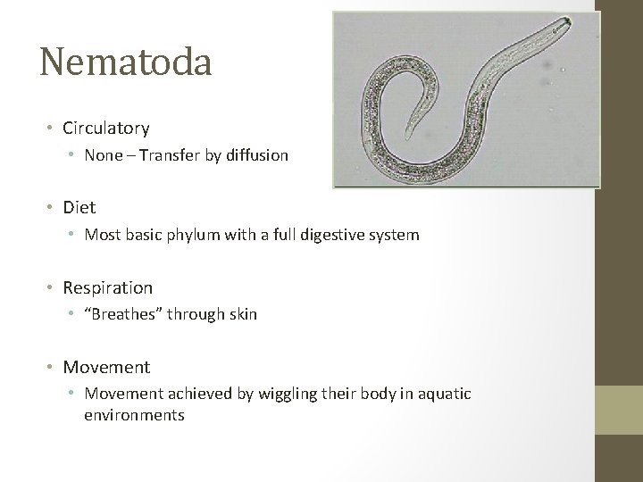 Nematoda • Circulatory • None – Transfer by diffusion • Diet • Most basic