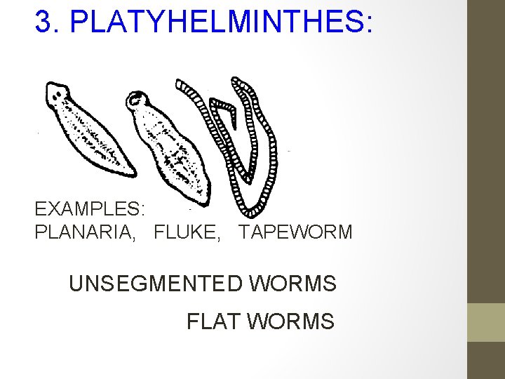 3. PLATYHELMINTHES: EXAMPLES: PLANARIA, FLUKE, TAPEWORM UNSEGMENTED WORMS FLAT WORMS 