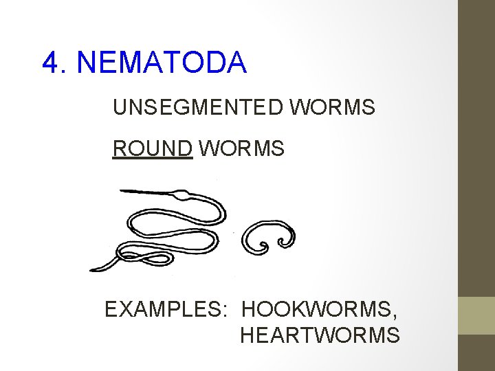 4. NEMATODA UNSEGMENTED WORMS ROUND WORMS EXAMPLES: HOOKWORMS, HEARTWORMS 