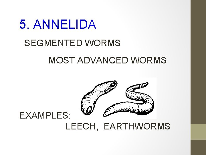 5. ANNELIDA SEGMENTED WORMS MOST ADVANCED WORMS EXAMPLES: LEECH, EARTHWORMS 