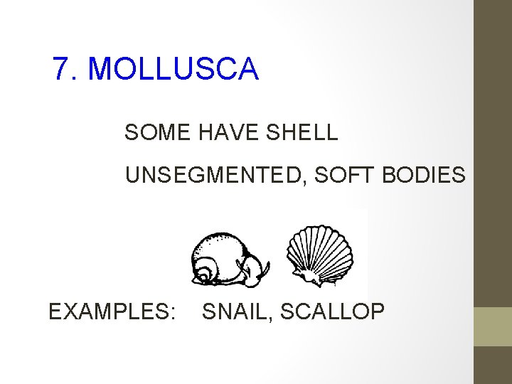 7. MOLLUSCA SOME HAVE SHELL UNSEGMENTED, SOFT BODIES EXAMPLES: SNAIL, SCALLOP 