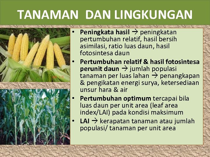 TANAMAN DAN LINGKUNGAN • Peningkata hasil peningkatan pertumbuhan relatif, hasil bersih asimilasi, ratio luas