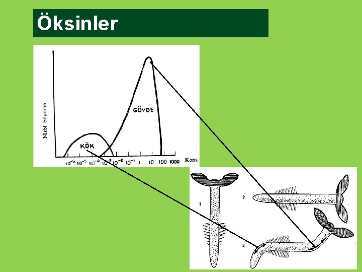 Öksinler 