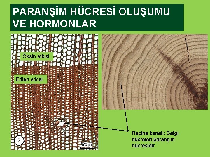 PARANŞİM HÜCRESİ OLUŞUMU VE HORMONLAR Öksin etkisi Etilen etkisi Reçine kanalı: Salgı hücreleri paranşim