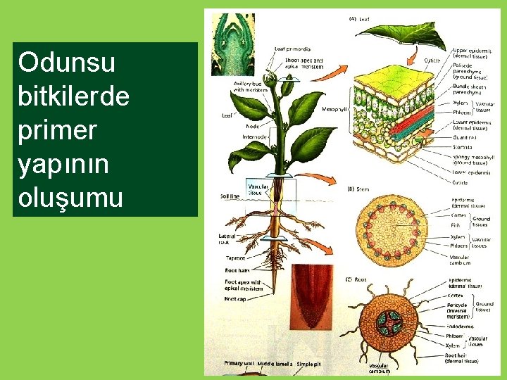 Odunsu bitkilerde primer yapının oluşumu 