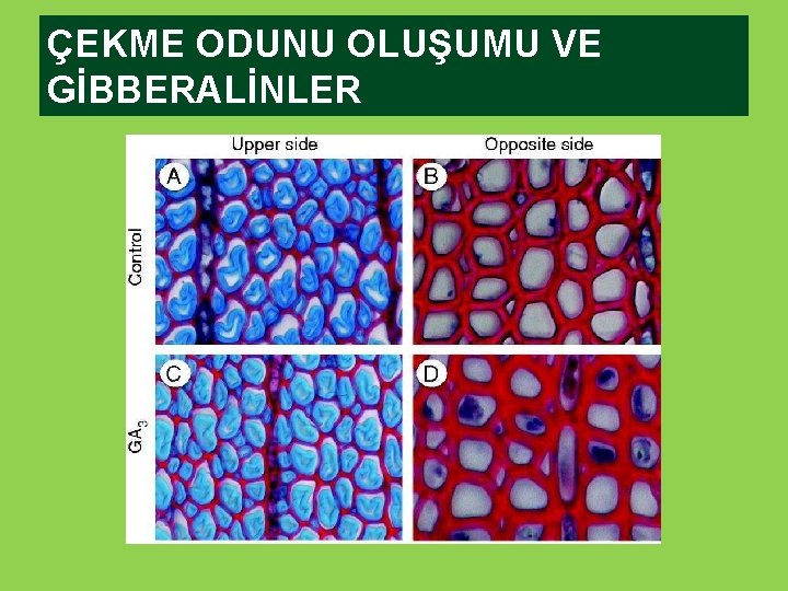 ÇEKME ODUNU OLUŞUMU VE GİBBERALİNLER 