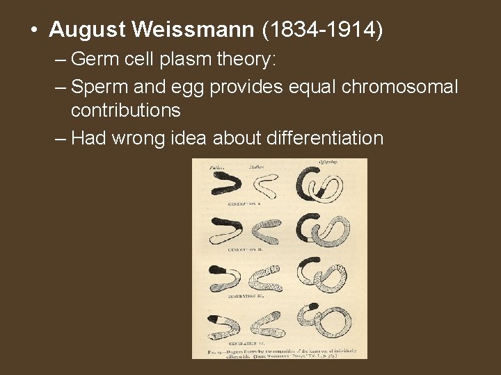  • August Weissmann (1834 -1914) – Germ cell plasm theory: – Sperm and