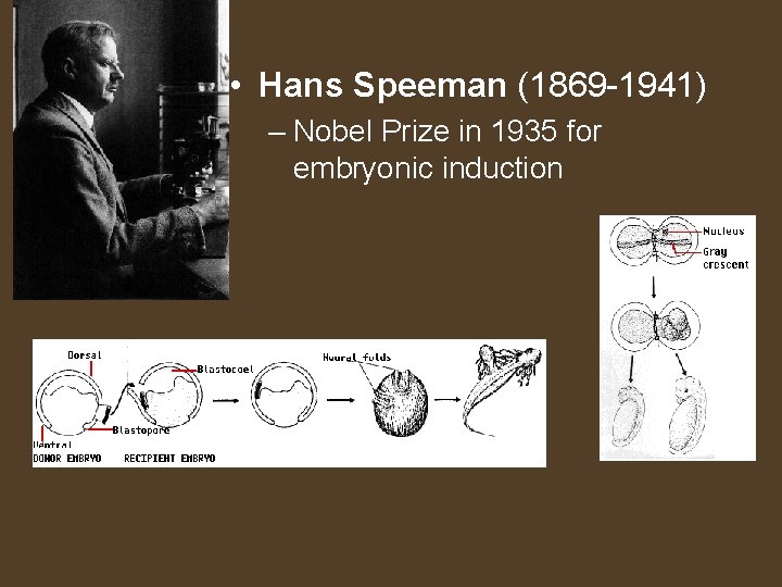  • Hans Speeman (1869 -1941) – Nobel Prize in 1935 for embryonic induction