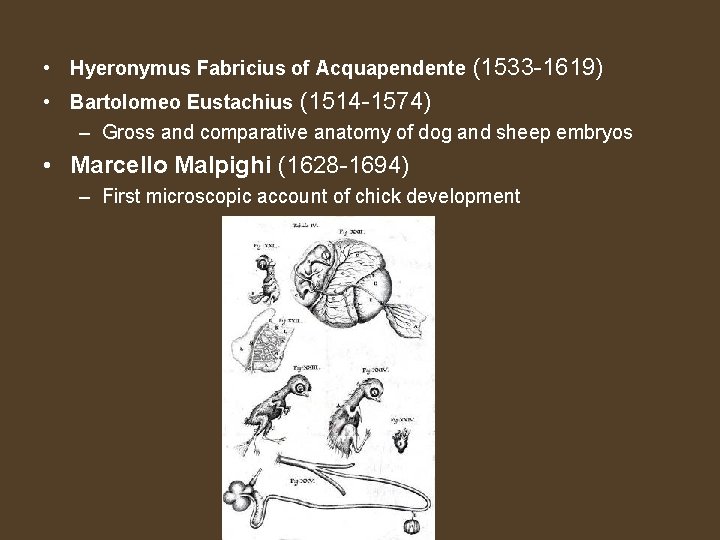  • Hyeronymus Fabricius of Acquapendente (1533 -1619) • Bartolomeo Eustachius (1514 -1574) –