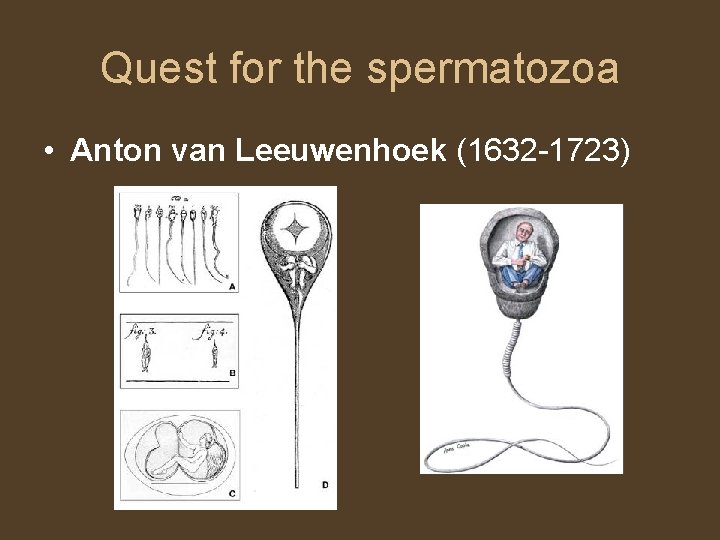 Quest for the spermatozoa • Anton van Leeuwenhoek (1632 -1723) 