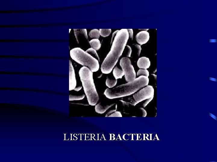 LISTERIA BACTERIA 
