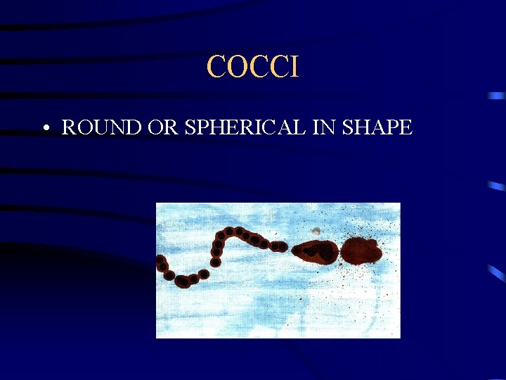 COCCI • ROUND OR SPHERICAL IN SHAPE 