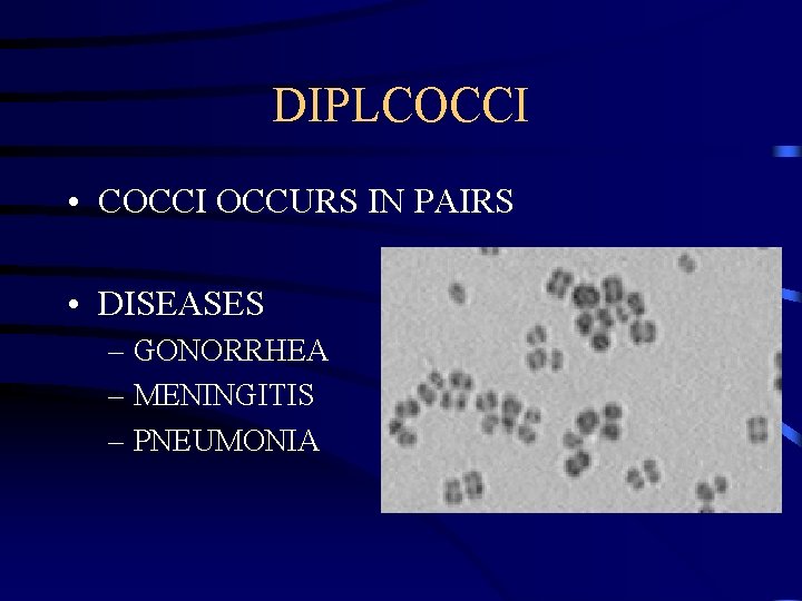 DIPLCOCCI • COCCI OCCURS IN PAIRS • DISEASES – GONORRHEA – MENINGITIS – PNEUMONIA