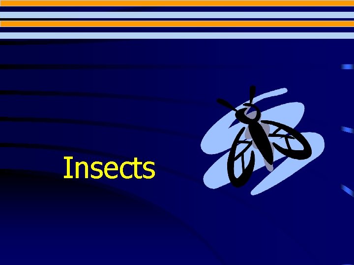 Insects 