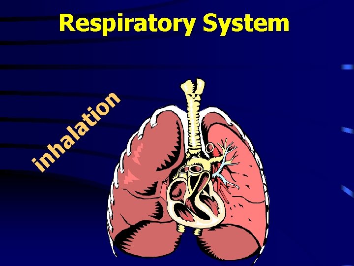 Respiratory System n o i t a l a h in 