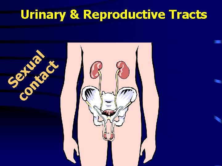 Se co x nt ua ac l t Urinary & Reproductive Tracts 