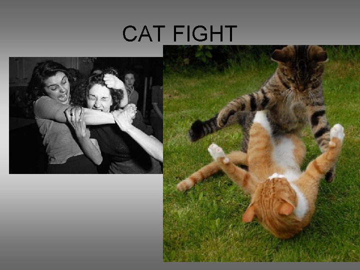 CAT FIGHT 