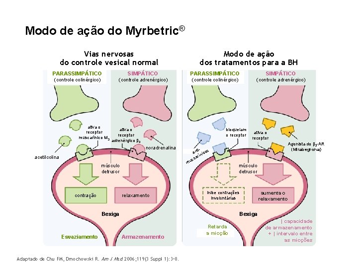 Modo de ação do Myrbetric® Vias nervosas do controle vesical normal Modo de ação