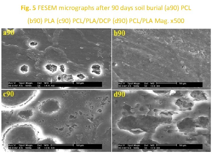 Fig. 5 FESEM micrographs after 90 days soil burial (a 90) PCL (b 90)