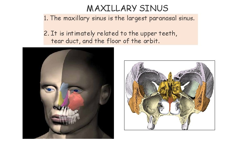 MAXILLARY SINUS 1. The maxillary sinus is the largest paranasal sinus. 2. It is