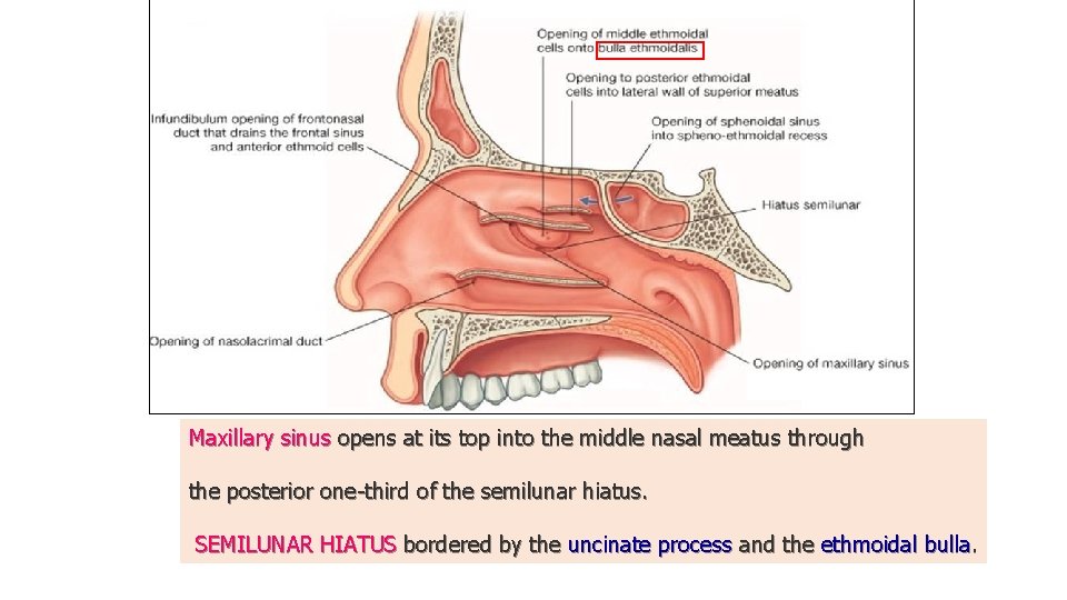 Maxillary sinus opens at its top into the middle nasal meatus through the posterior Maxillary sinus opens at its top into the middle nasal meatus through the posterior
