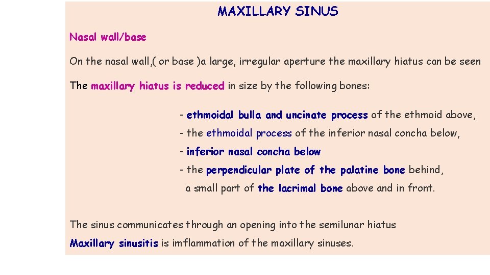 MAXILLARY SINUS Nasal wall/base On the nasal wall, ( or base )a large, irregular MAXILLARY SINUS Nasal wall/base On the nasal wall, ( or base )a large, irregular