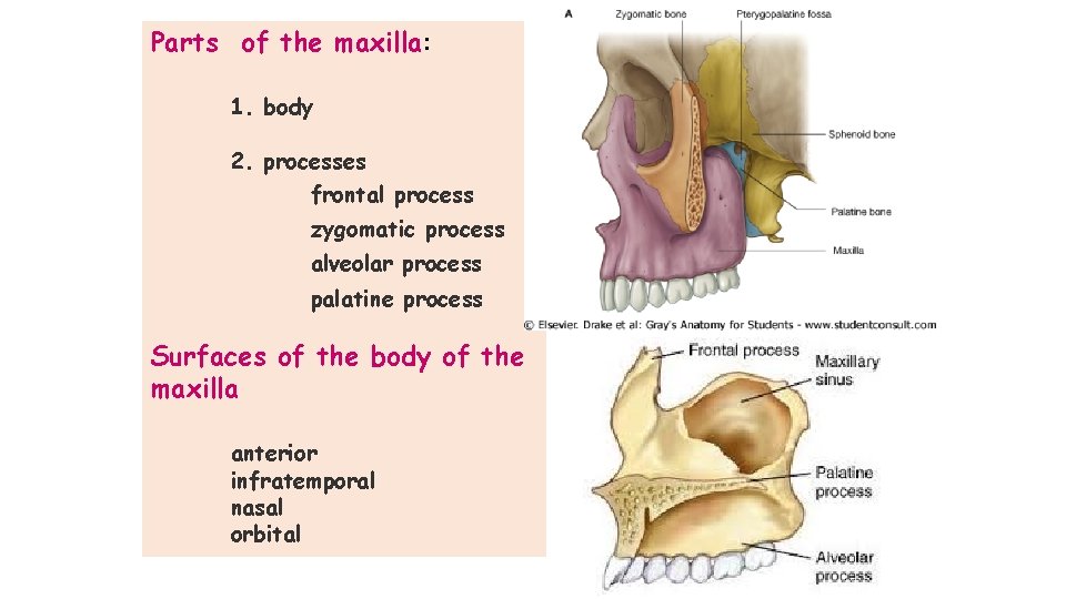 Parts of the maxilla: 1. body 2. processes frontal process zygomatic process alveolar process