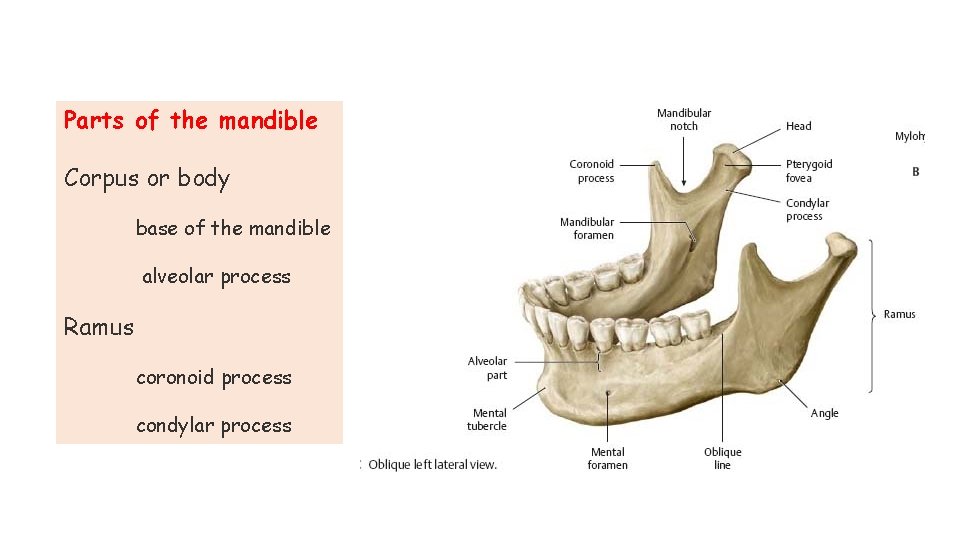 Parts of the mandible Corpus or body base of the mandible alveolar process Ramus Parts of the mandible Corpus or body base of the mandible alveolar process Ramus