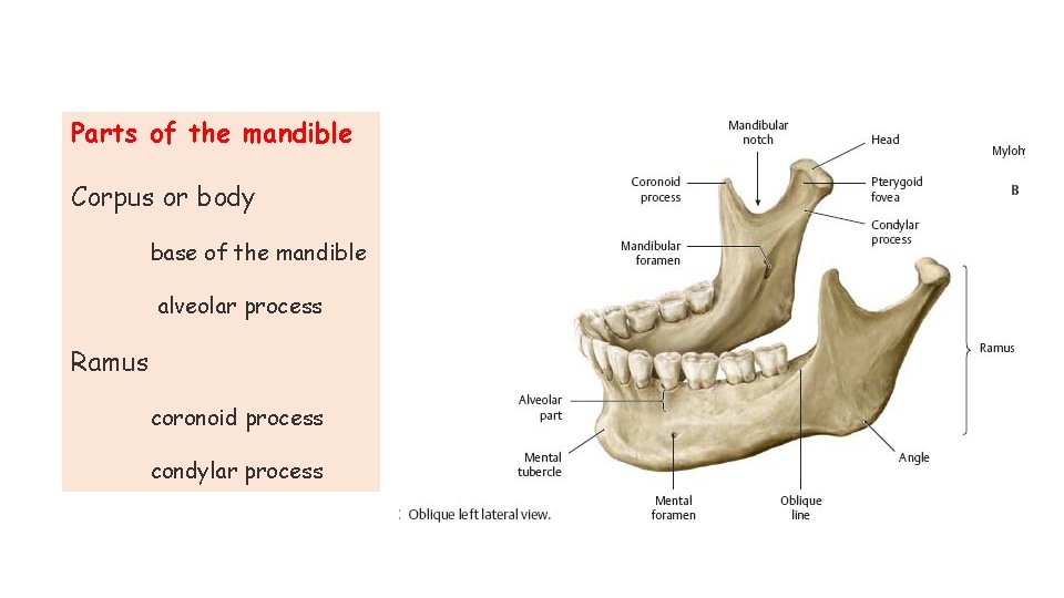 Parts of the mandible Corpus or body base of the mandible alveolar process Ramus