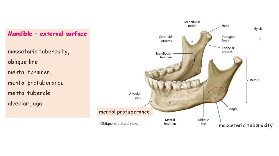 Mandible – external surface masseteric tuberosity, oblique line mental foramen, mental protuberance mental tubercle