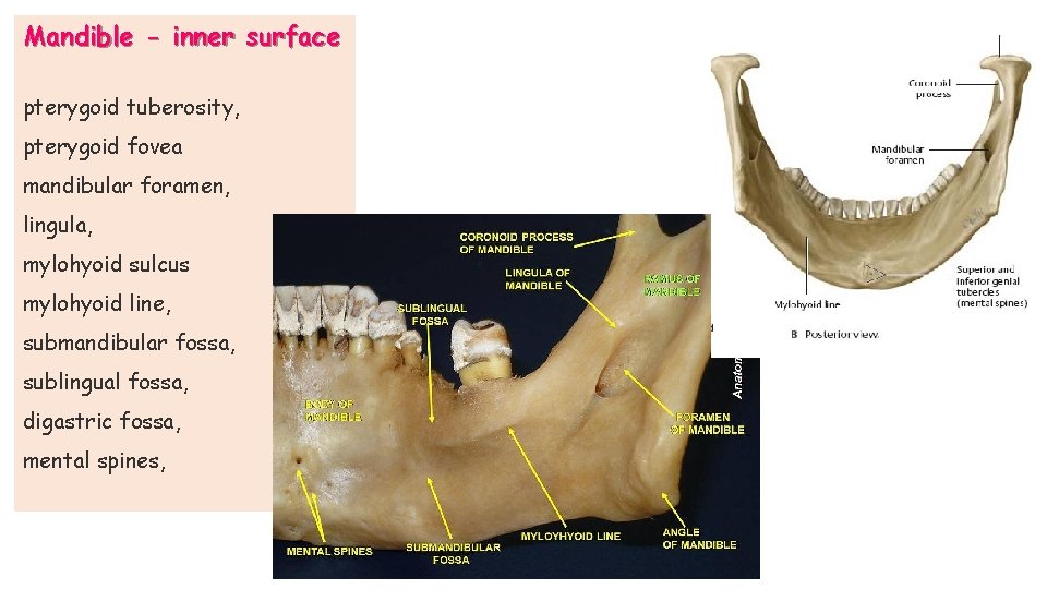 Mandible - inner surface pterygoid tuberosity, pterygoid fovea mandibular foramen, lingula, mylohyoid sulcus mylohyoid Mandible - inner surface pterygoid tuberosity, pterygoid fovea mandibular foramen, lingula, mylohyoid sulcus mylohyoid