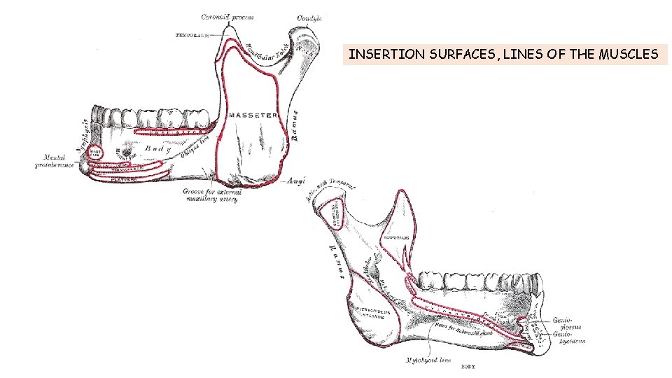 INSERTION SURFACES, LINES OF THE MUSCLES INSERTION SURFACES, LINES OF THE MUSCLES