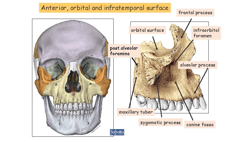 Anterior, orbital and infratemporal surface frontal process orbital surface infraorbital foramen post. alveolar foramina