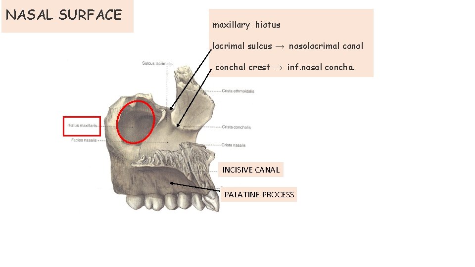 NASAL SURFACE maxillary hiatus lacrimal sulcus → nasolacrimal canal conchal crest → inf. nasal NASAL SURFACE maxillary hiatus lacrimal sulcus → nasolacrimal canal conchal crest → inf. nasal