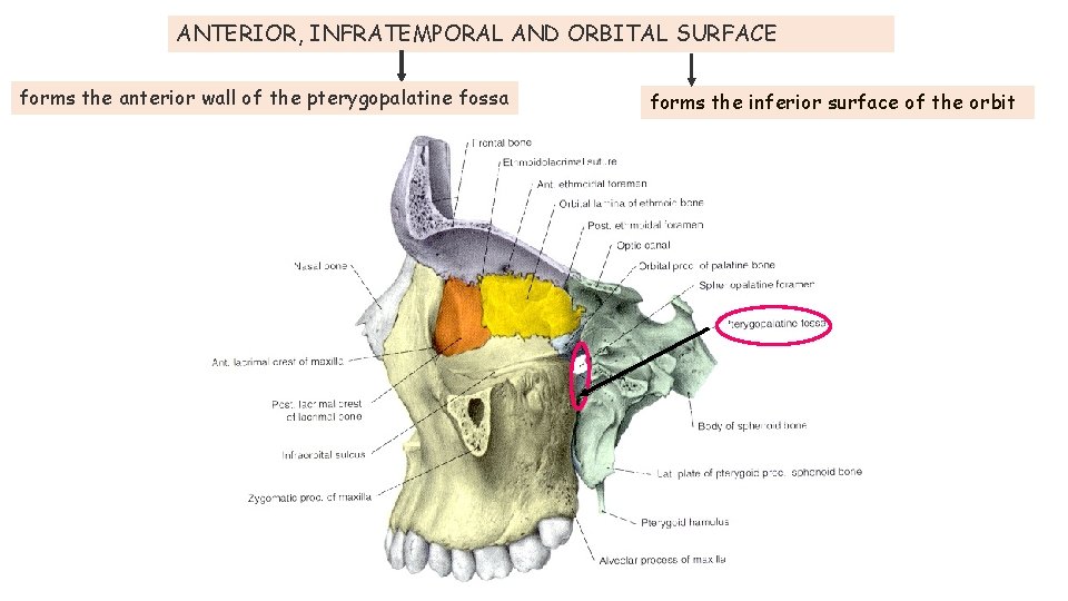 ANTERIOR, INFRATEMPORAL AND ORBITAL SURFACE forms the anterior wall of the pterygopalatine fossa forms ANTERIOR, INFRATEMPORAL AND ORBITAL SURFACE forms the anterior wall of the pterygopalatine fossa forms