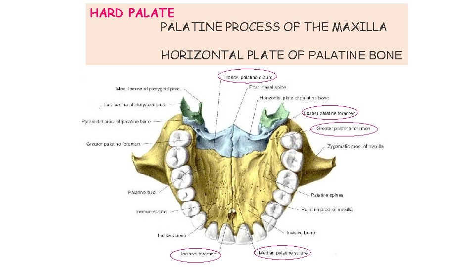 HARD PALATE PALATINE PROCESS OF THE MAXILLA HORIZONTAL PLATE OF PALATINE BONE 