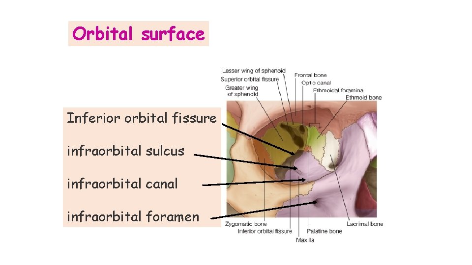 Orbital surface Inferior orbital fissure infraorbital sulcus infraorbital canal infraorbital foramen Orbital surface Inferior orbital fissure infraorbital sulcus infraorbital canal infraorbital foramen