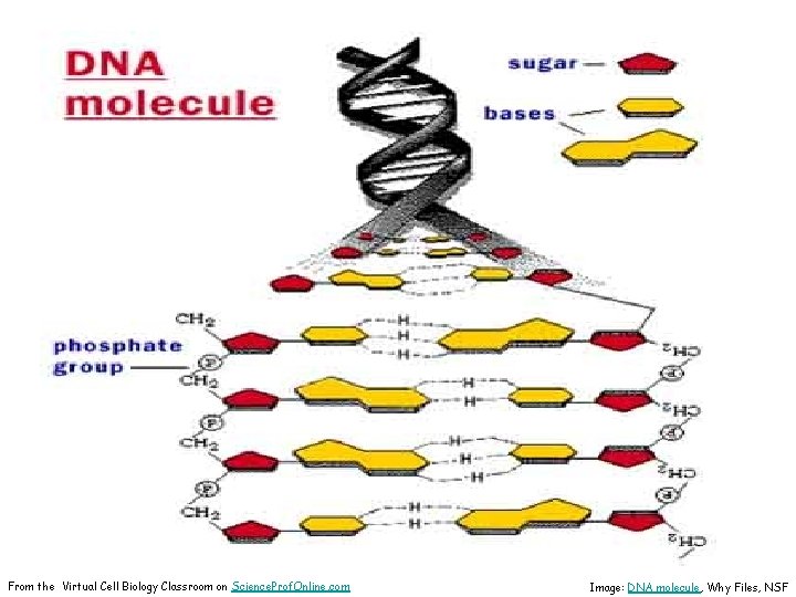 From the Virtual Cell Biology Classroom on Science. Prof. Online. com Image: DNA molecule,