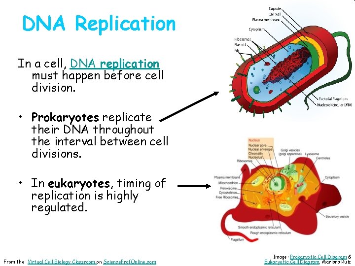 DNA Replication In a cell, DNA replication must happen before cell division. • Prokaryotes