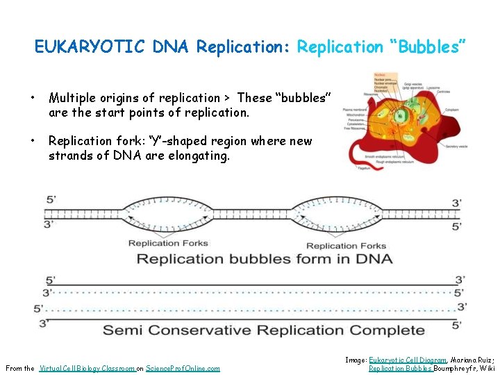 EUKARYOTIC DNA Replication: Replication “Bubbles” • Multiple origins of replication > These “bubbles” are