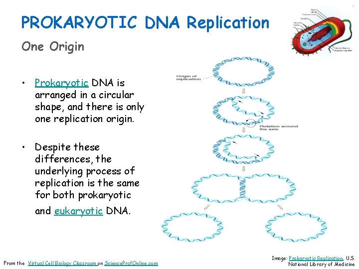 PROKARYOTIC DNA Replication One Origin • Prokaryotic DNA is arranged in a circular shape,