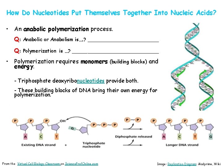 How Do Nucleotides Put Themselves Together Into Nucleic Acids? • An anabolic polymerization process.