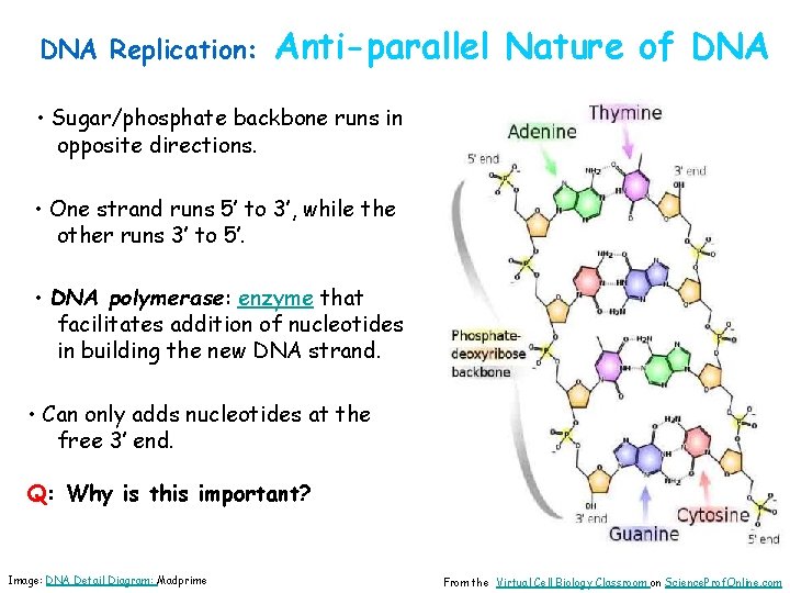 DNA Replication: Anti-parallel Nature of DNA • Sugar/phosphate backbone runs in opposite directions. •