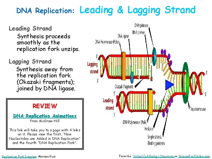 DNA Replication: Leading & Lagging Strand Leading Strand Synthesis proceeds smoothly as the replication