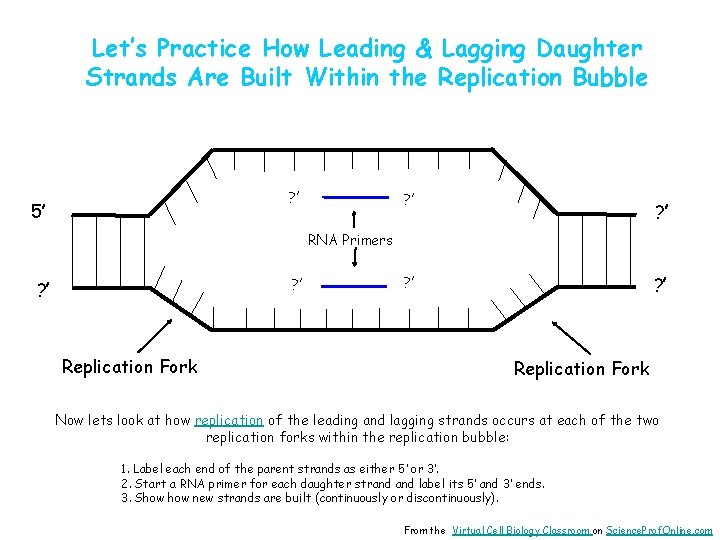Let’s Practice How Leading & Lagging Daughter Strands Are Built Within the Replication Bubble