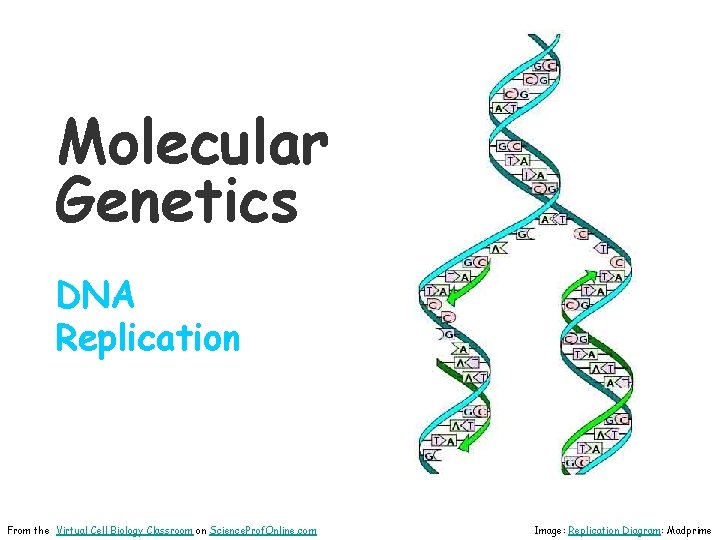 Molecular Genetics DNA Replication From the Virtual Cell Biology Classroom on Science. Prof. Online.