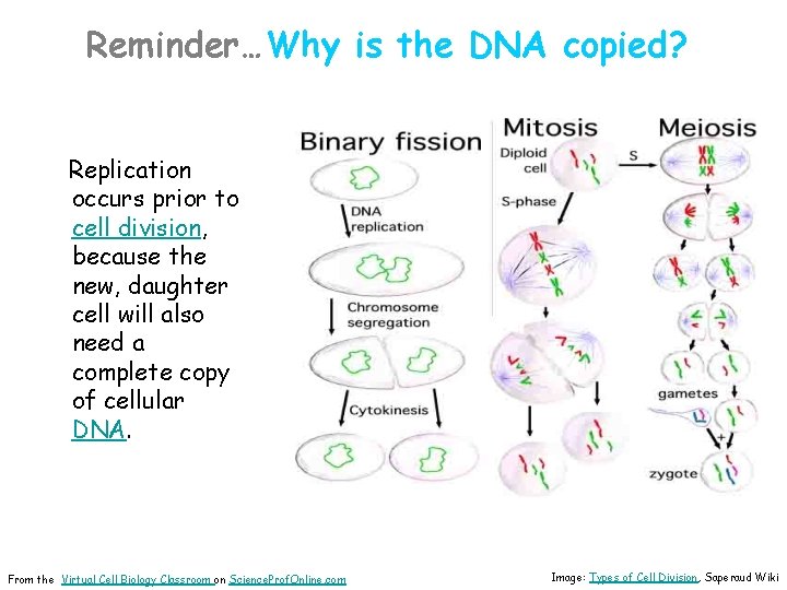 Reminder…Why is the DNA copied? Replication occurs prior to cell division, because the new,