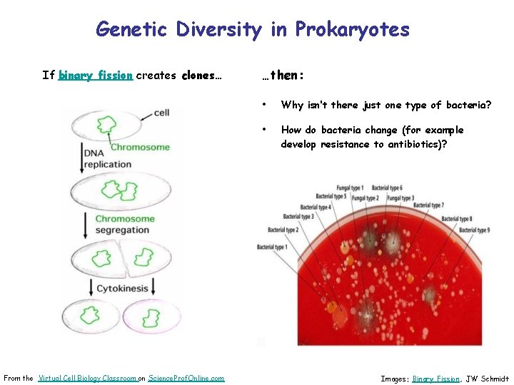 Genetic Diversity in Prokaryotes If binary fission creates clones… From the Virtual Cell Biology