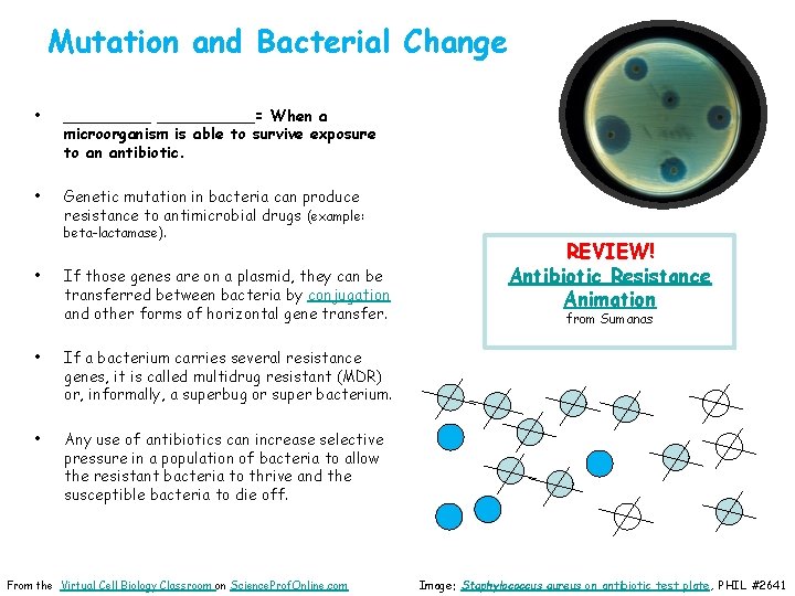 Mutation and Bacterial Change • __________= When a microorganism is able to survive exposure